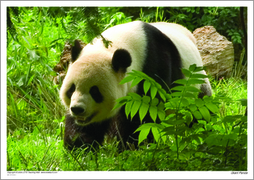 Giant Panda