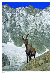 Ibex in the Dolomites
