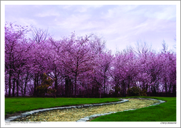 Cherry blossoms