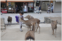 Nara Park Deer