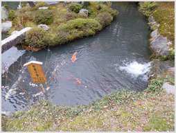 Koi pond in the grounds of Tenryuji Temple,. Kyoto